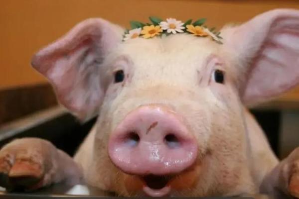 无家可归的浪子：解读人性与生肖的深刻联系