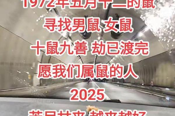 牛年属鼠:揭开鼠年的命运之谜,成功与机遇并存! 牛年属鼠:揭开鼠年的命运之谜,成功与机遇并存!