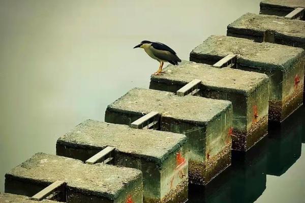 蝴蝶耳的命运解析:揭开神秘面纱,探索人生轨迹! 蝴蝶耳的命运解析:揭开神秘面纱,探索人生轨迹!