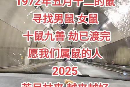 牛年属鼠：揭开鼠年的命运之谜，成功与机遇并存！