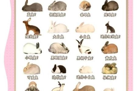 36岁兔子命理解析：命运与性格的奇妙交织