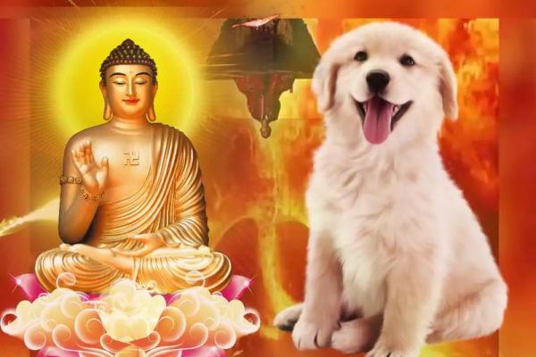 2018年生肖狗的命运解析：富贵与平安的双重运势