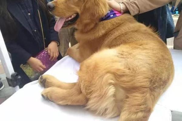 领养孩子的命运:爱与希望的交织之旅 领养孩子的命运:爱与希望的交织之旅