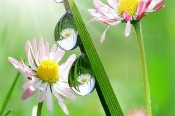 癸水命职场指南:适合癸水命人的最佳职业选择与发展方向 癸水命职场指南:适合癸水命人的最佳职业选择与发展方向