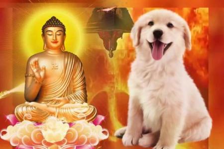 2018年生肖狗的命运解析：富贵与平安的双重运势