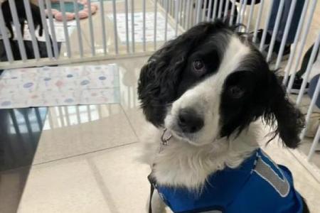 领养孩子的命运：爱与希望的交织之旅