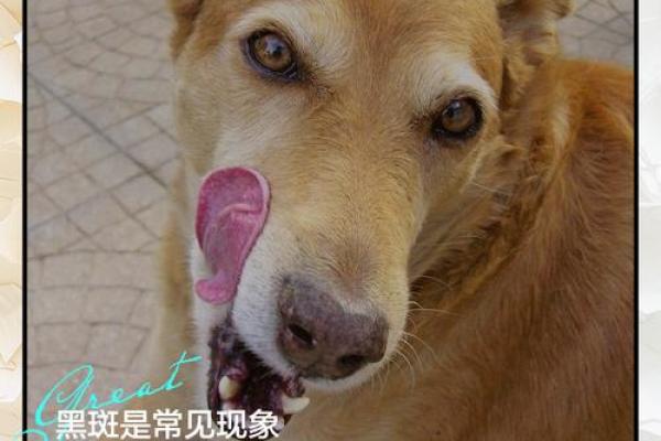 2019年狗年运势解析:探索不同生肖狗的命理奥秘与人生启示 2019年狗年运势解析:探索不同生肖狗的命理奥秘与人生启示