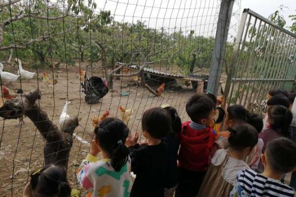 1957年火鸡大灾难:探索自然与人类的奇妙交织 1957年火鸡大灾难:探索自然与人类的奇妙交织