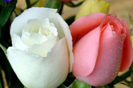 桃花宝宝的命运：余生为何如此短暂？