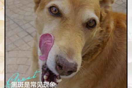 2019年狗年运势解析：探索不同生肖狗的命理奥秘与人生启示