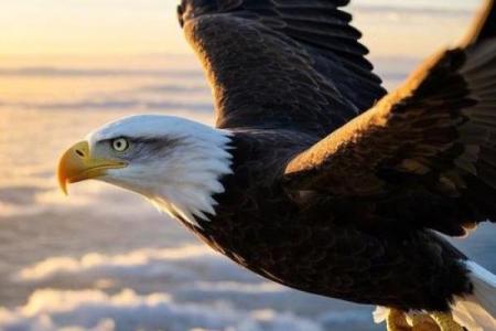 1957年火鸡大灾难：探索自然与人类的奇妙交织