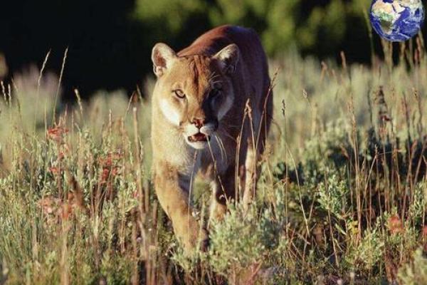 狮骨猫骨的秘密:探寻不为人知的古老命运! 狮骨猫骨的秘密:探寻不为人知的古老命运!