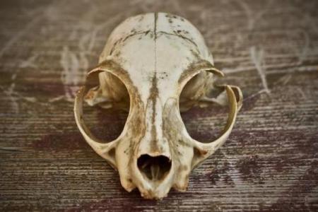 狮骨猫骨的秘密：探寻不为人知的古老命运!