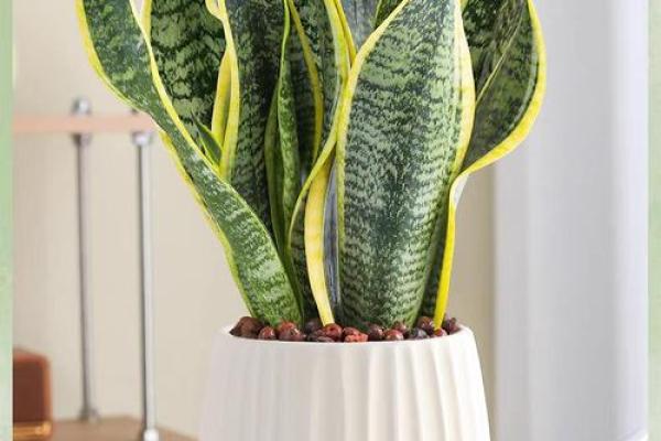 家中摆放哪些物品可以增强土命的能量? 家中摆放哪些物品可以增强土命的能量?