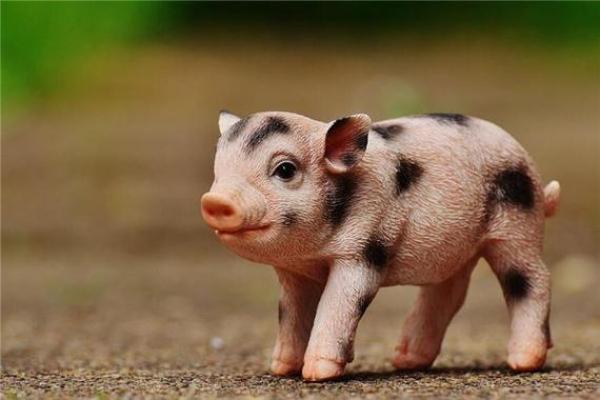 1983年属猪：金命的特点与人生轨迹解析