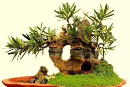 家中摆放哪些物品可以增强土命的能量？