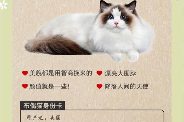 独特气质的布偶猫:探寻它们的命理与个性魅力 独特气质的布偶猫:探寻它们的命理与个性魅力