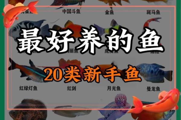 如何通过命理与风水选择养鱼类型,让家运更兴旺 如何通过命理与风水选择养鱼类型,让家运更兴旺