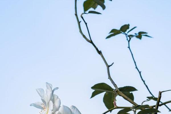 解读《余命》：生命、希望与爱的力量