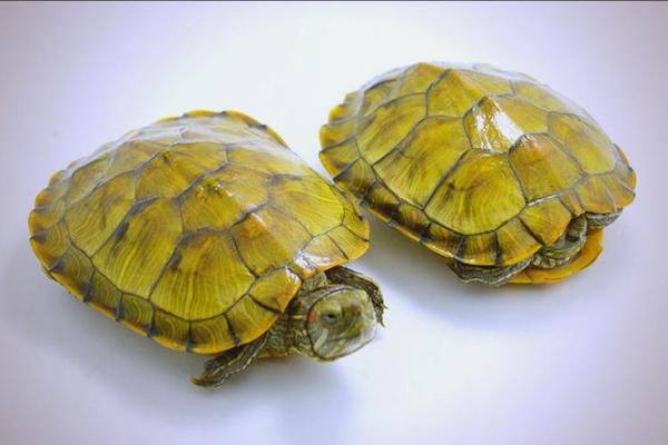 乌龟为何能活得如此漫长?揭秘长寿之道与神秘生活! 乌龟为何能活得如此漫长?揭秘长寿之道与神秘生活!