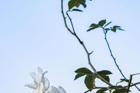 解读《余命》：生命、希望与爱的力量