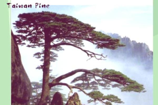 扎根松树下,探索生命的奇妙意义 扎根松树下,探索生命的奇妙意义