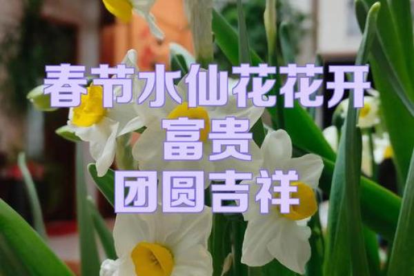 水命之人适合养什么花?助你招来桃花运! 水命之人适合养什么花?助你招来桃花运!