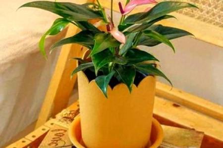 水命之人适合养什么花？助你招来桃花运！