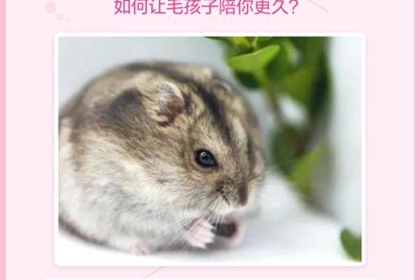 仓鼠的寿命之谜:哪个品种活得最长? 仓鼠的寿命之谜:哪个品种活得最长?