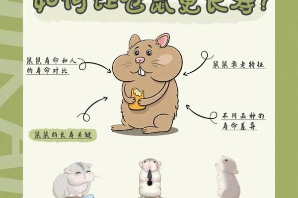 仓鼠的寿命之谜:哪个品种活得最长? 仓鼠的寿命之谜:哪个品种活得最长?