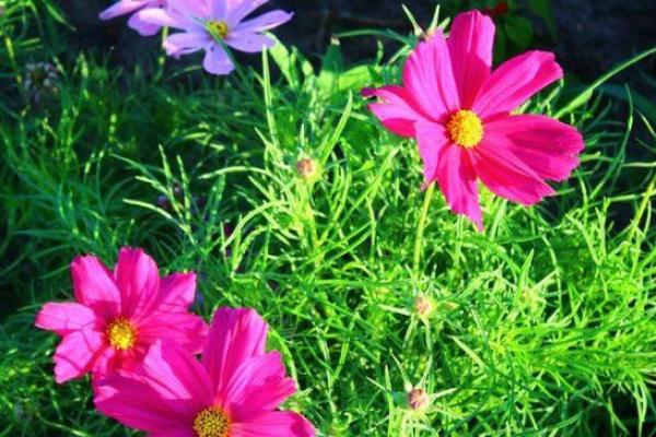 解锁旺土命的秘密:如何找到真正的自我与未来之道 解锁旺土命的秘密:如何找到真正的自我与未来之道