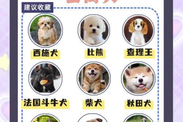 命硬男人适合养什么宠物？揭秘让你更好运的伴侣选择！