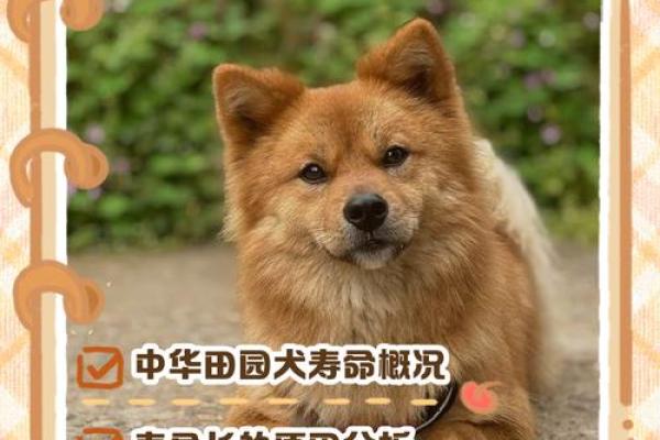 田园犬之旺财命:为何它们能带来幸福与财富? 田园犬之旺财命:为何它们能带来幸福与财富?