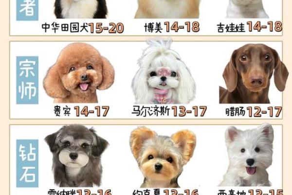 田园犬之旺财命:为何它们能带来幸福与财富? 田园犬之旺财命:为何它们能带来幸福与财富?