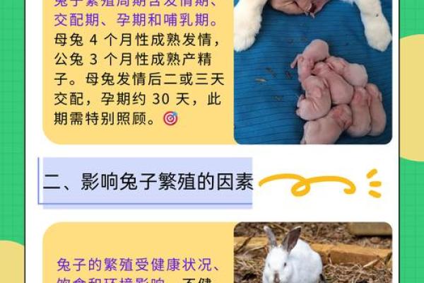 兔子要什么命?探寻生命的意义与生存的智慧 兔子要什么命?探寻生命的意义与生存的智慧