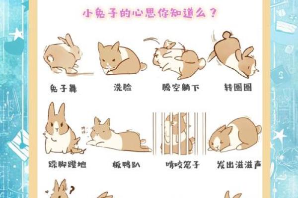 兔子要什么命?探寻生命的意义与生存的智慧 兔子要什么命?探寻生命的意义与生存的智慧