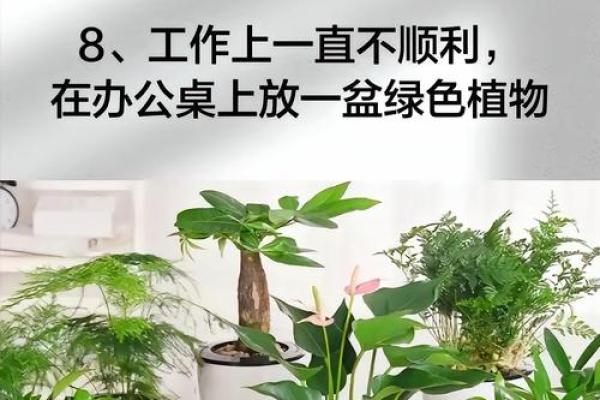乙木命人适合养什么植物?揭示五行与植物的奇妙关系 乙木命人适合养什么植物?揭示五行与植物的奇妙关系