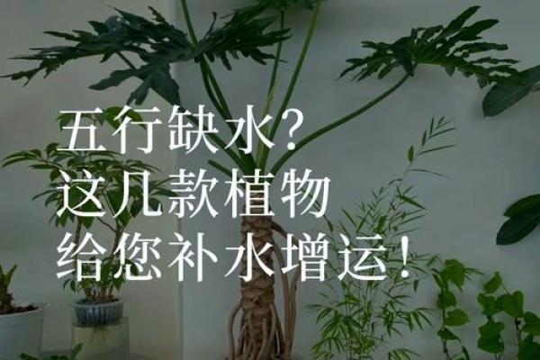 乙木命人适合养什么植物?揭示五行与植物的奇妙关系 乙木命人适合养什么植物?揭示五行与植物的奇妙关系