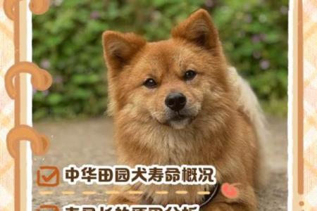 田园犬之旺财命：为何它们能带来幸福与财富？