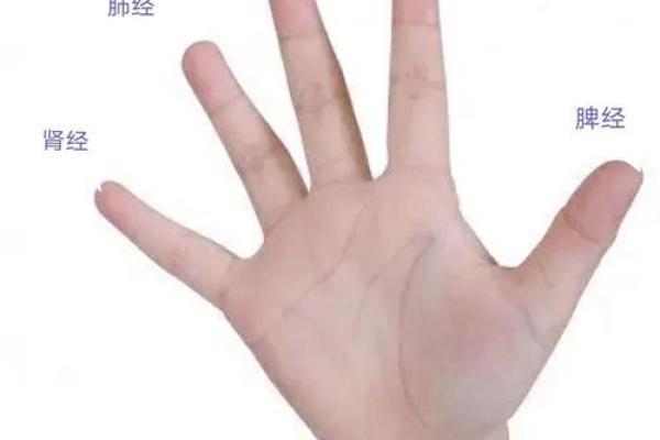 中指长度与命理：探秘手指背后的深意与人生轨迹