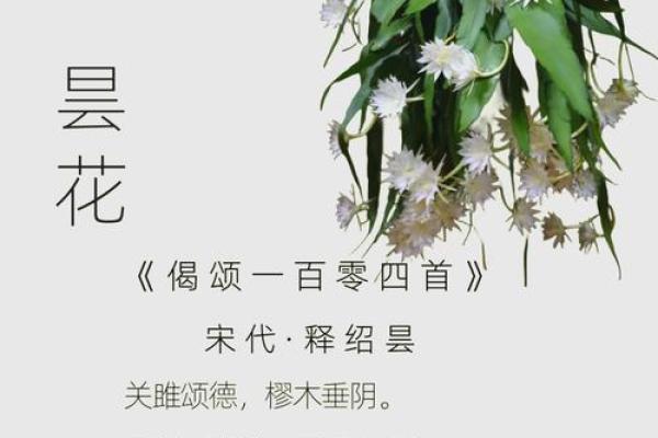 花朵的语言：探寻每一种花的独特寓意与象征意义