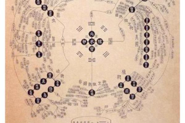 1977年小龙命的独特人生轨迹与五行探秘