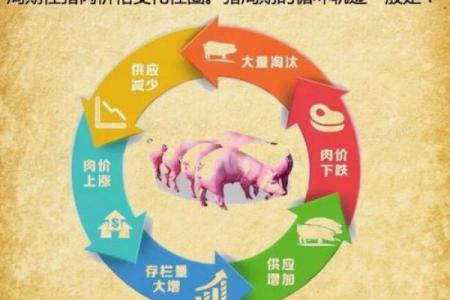二O一九属猪的命运解析：幸福与机遇并存的生活之道
