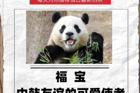 为什么熊猫命好：从优雅生活到全球宠爱