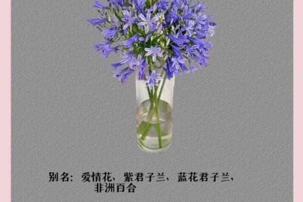 花草命：解读花草背后的深刻意义与文化魅力