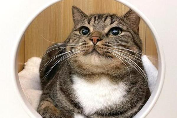 幽默九命猫:生活中的小哲学与智慧 幽默九命猫:生活中的小哲学与智慧