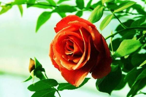 阴历8月12出生的人命运解析:与自然和谐相处的灵魂之旅 阴历8月12出生的人命运解析:与自然和谐相处的灵魂之旅