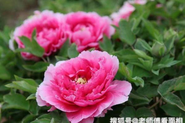 阴历8月12出生的人命运解析:与自然和谐相处的灵魂之旅 阴历8月12出生的人命运解析:与自然和谐相处的灵魂之旅