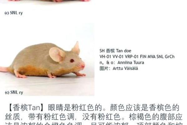 一九八四的鼠与命运的交织:探讨生命的意义与象征 一九八四的鼠与命运的交织:探讨生命的意义与象征