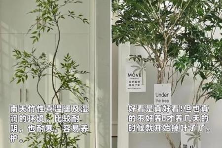 大林木命者的装饰选择与风格搭配解析